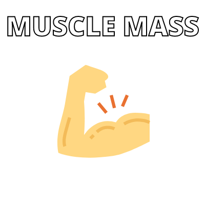 muscle mass